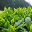 BioMenü BIO Matcha Tea 60 kapszula