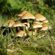 BioMenü BIO 7-Gomba keverék 60 kapszula